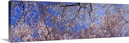 Low angle view of cherry blossom trees, Washington State,
