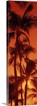 Low angle view of palm trees at dusk, Kalapaki Beach, Kauai, Hawaii