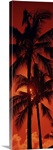Low angle view of palm trees at dusk, Kalapaki Beach, Kauai, Hawaii