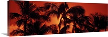 Low angle view of palm trees at dusk, Kalapaki Beach, Kauai, Hawaii