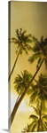 Low angle view of palm trees, French Polynesia
