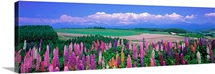 Lupines Hokkaido Japan