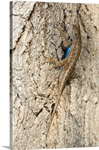 Male Western Fence Lizard On Tree Bark