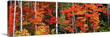 Maple and birch trees in a forest, Maine
