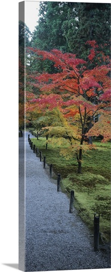 Maple tree at the roadside, Sanzen-in Temple, Kyoto City, Kyoto Prefecture, Japan