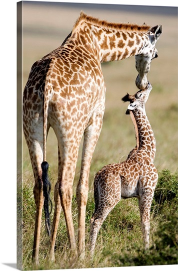 Masai giraffe (Giraffa camelopardalis tippelskirchi) with its calf, Masai Mara National Reserve, Kenya