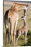 Masai giraffe (Giraffa camelopardalis tippelskirchi) with its calf, Masai Mara National Reserve, Kenya