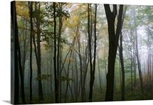 Misty Forest In Autumn