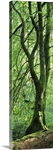 Moss growing on a beech tree, Perthshire, Scotland