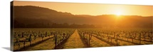 Napa Valley Vineyard Calistoga CA