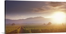 Napa Valley Vineyard Napa Valley CA