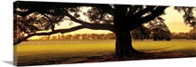 Oak Tree at Sunset Louisiana