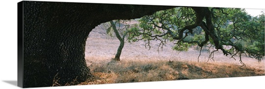 Oak tree on a field, Sonoma County, California