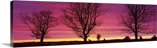 Oak Trees, Sunset, Sweden
