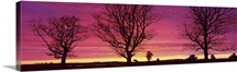 Oak Trees, Sunset, Sweden