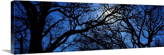Oak Trees TX
