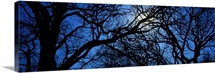 Oak Trees TX