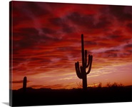 Organ Pipe Cactus State Park AZ