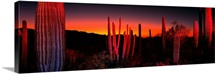 Organ Pipe National Park AZ