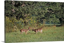 Pair of deer bucks rutting in grassy field, Great Smoky Mountains National Park, Tennessee