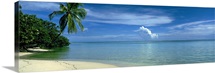 Palm tree on a coast, French Polynesia
