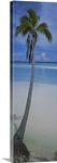 Palm tree on the beach, One Foot Island, Aitutaki, Cook Islands
