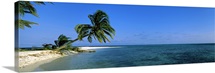Palm tree overhanging on the beach, Laughing Bird Caye, Victoria Channel, Belize