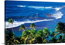 Palm Trees Ke'e Beach HI