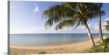 Palm trees on the beach, Anini Beach, Kauai, Hawaii