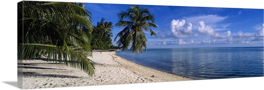Palm trees on the beach, Matira Beach, Bora Bora, French Polynesia