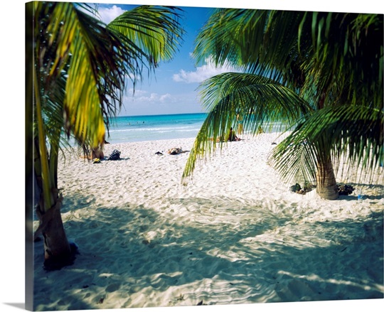 Palm trees on the beach, North Beach, Isla Mujeres, Quintana Roo, Mexico