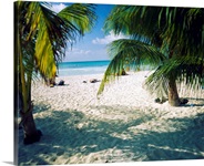Palm trees on the beach, North Beach, Isla Mujeres, Quintana Roo, Mexico