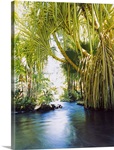 Palm trees over hot spring, Tabacon, Costa Rica