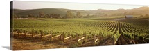 Panoramic view of vineyards, Carneros District, Napa Valley, California