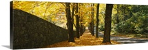 Path covered with leaves, Connecticut, New England
