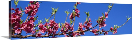 Peach Blossoms UT