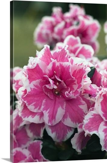 Peppermint azalea flowers (Rhododendron sp.) in bloom, close up, North Carolina