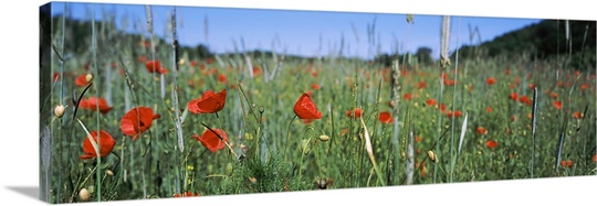 Poppies field in bloom, Baden Wurttemberg, Germany