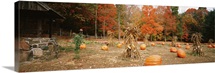 Pumpkins on a field, Connecticut