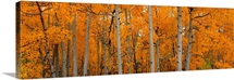 Quaking Aspens Dixie National Forest UT