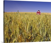 Red barn in a wheat field, Palouse, Washington State