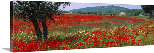 Red poppies in a field, Turkey