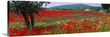 Red poppies in a field, Turkey