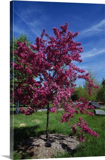 Red prairie crabapple tree (Malus ioensis) in bloom, New York