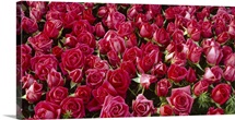 Red Roses