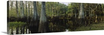 Reflection of trees in water, Fisheating Creek, Everglades, Palmdale, Florida