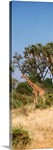 Reticulated Giraffe Kenya Africa