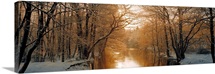 River flowing through a forest