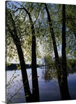 Riverview through budding trees, Mississippi River, Upper Mississippi National Wildlife Refuge, Iowa