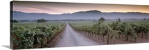 Road in a vineyard, Napa Valley, California